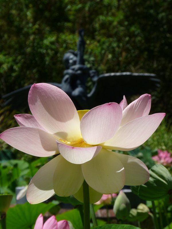 Adelaide Botanic Gardens