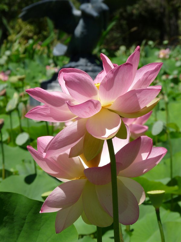 Adelaide Botanic Gardens