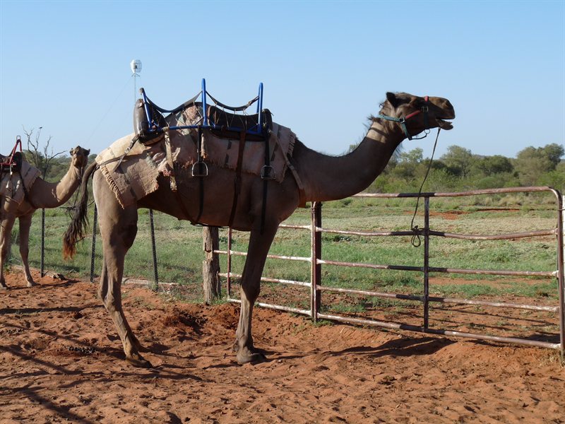 Camel at Stuarts Well