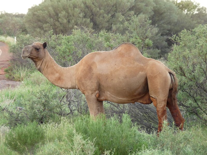Camel