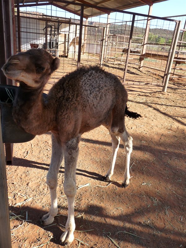 Baby camel at Stuarts Well