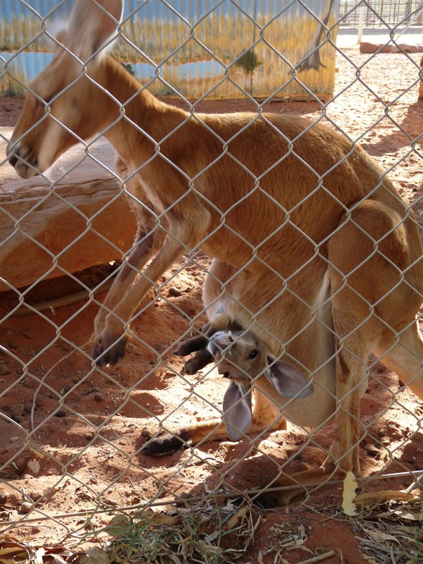 Kangeroo with Joey at Stuarts Well