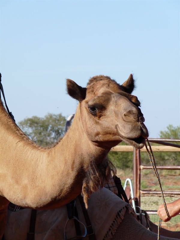 Camel at Stuarts Well