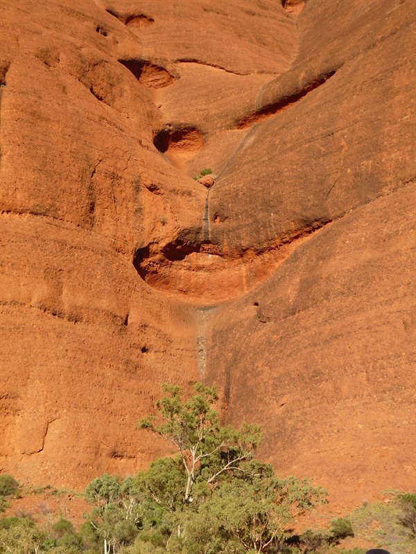 Can you see the Cheshire Cat?