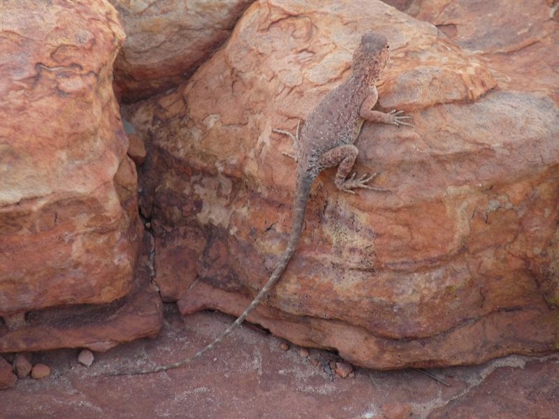 Lizard at Kings Canyon
