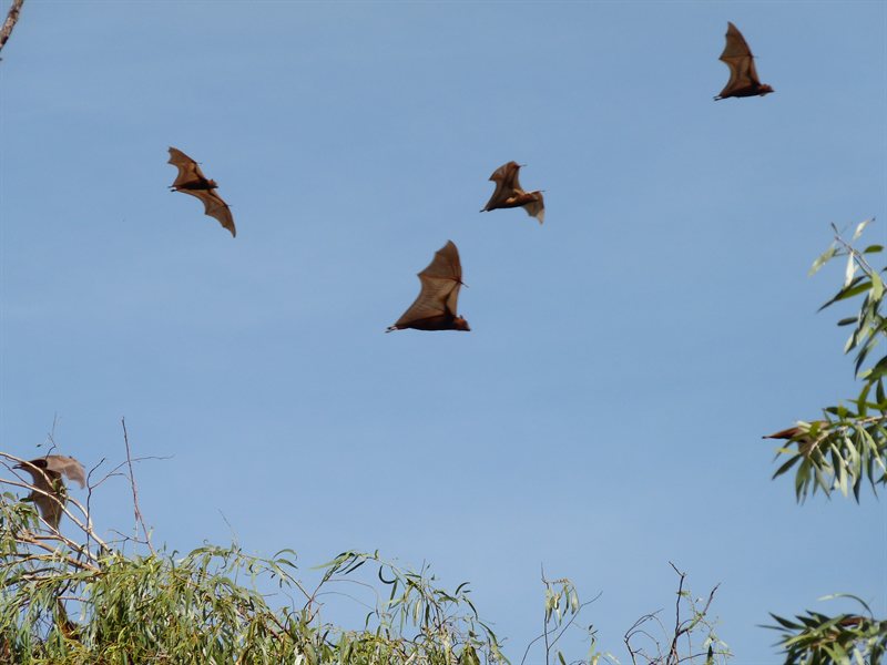 Disturned bats at Katherine Gorge