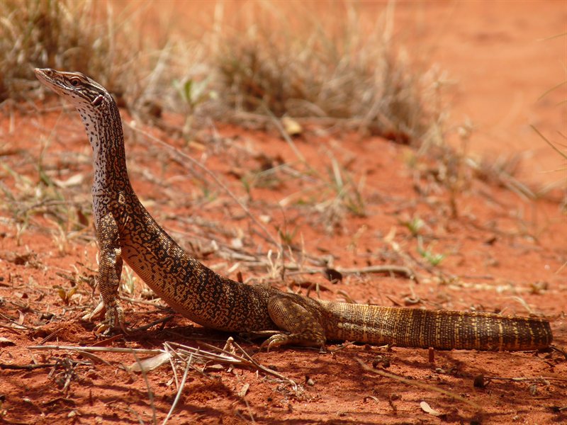 Monitor lizard