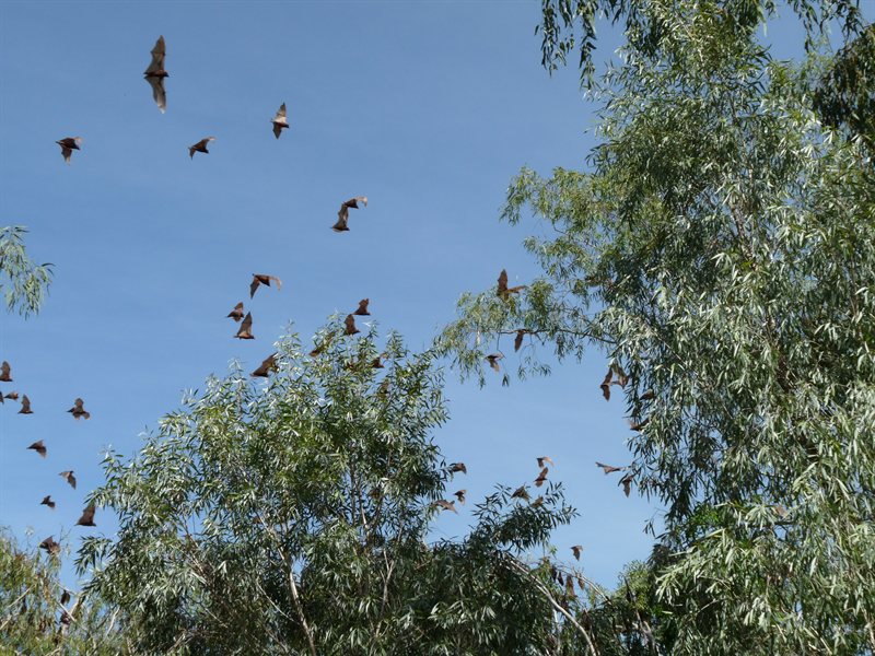 Disturbed bats at Katherine Gorge