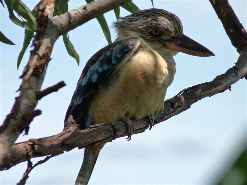 Kookaburra