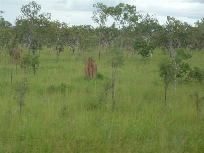 Termite mounds