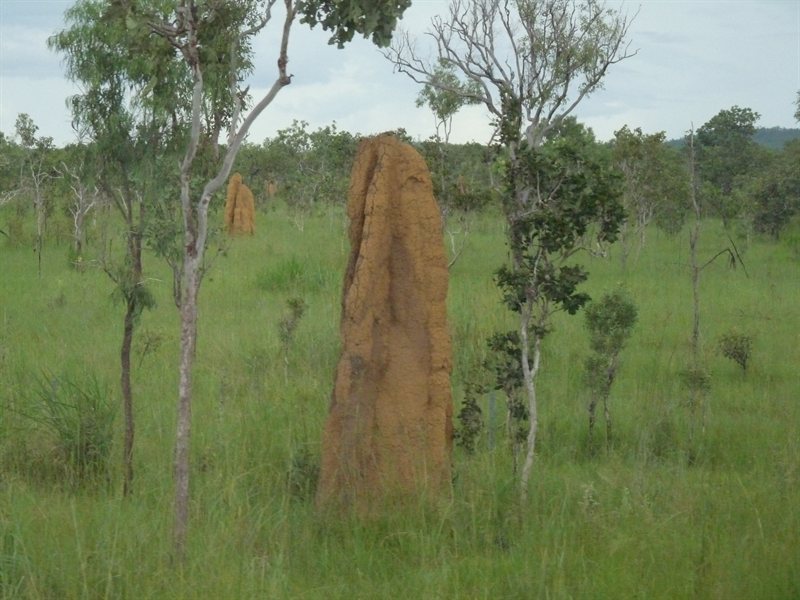 Termite mounds