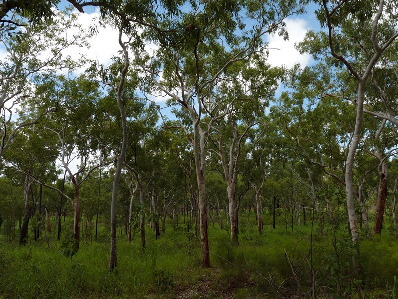 Forested area in Kakadu National Park