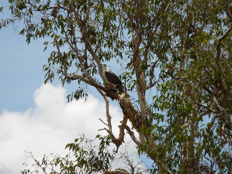 White-bellied sea eagle on Yellow River Cruise