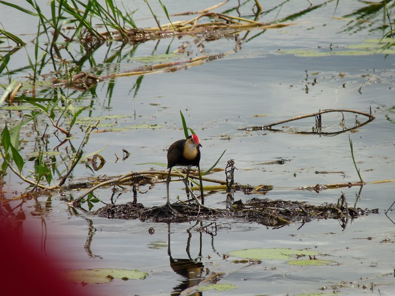 Jesus Bird (Comb Crested Jacana) on Yellow Water Cruise