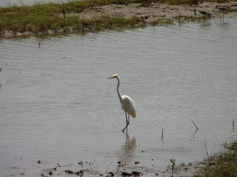 Egret at Cairns waterfront