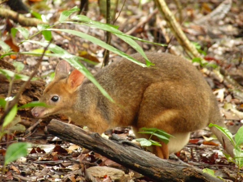 Agile wallaby