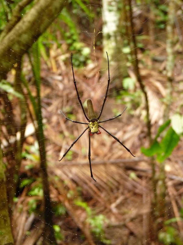 Giant spider (yet to be identified!)