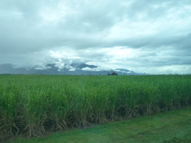The sugar cane plantations of north Queensland from the train