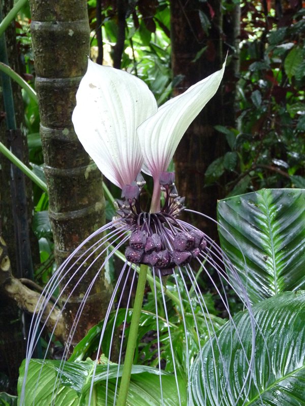 Tropical flower at the Botanic Gardens in Cairns