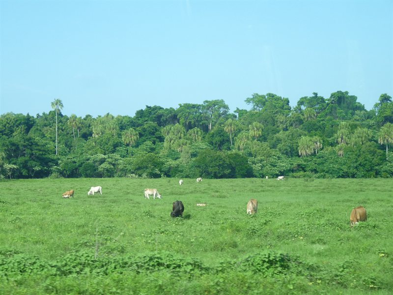 View from the train window of green Queensland
