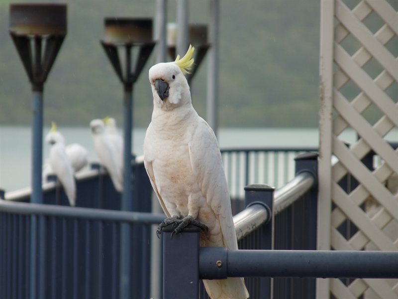 Sulphur Crested Cockatoo
