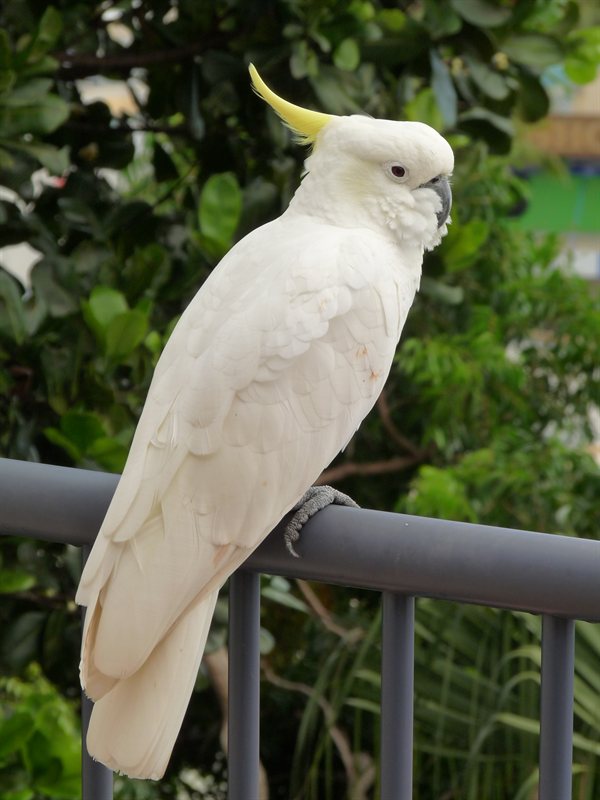 Sulphur Crested Cockatoo