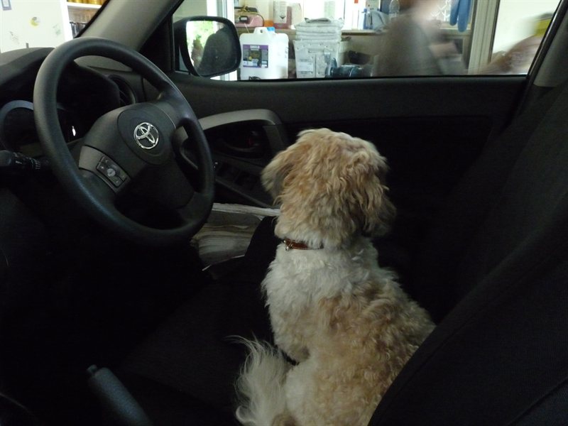 Benji in the driving seat!