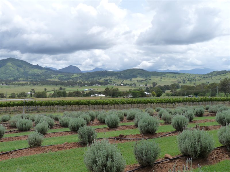 Lavender and vineyards