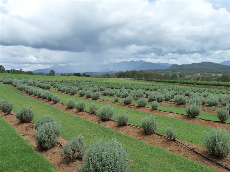 Lavender and vineyards