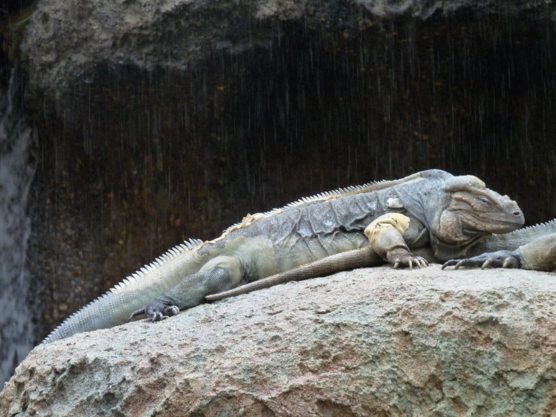 A Rhinoceros Iguana