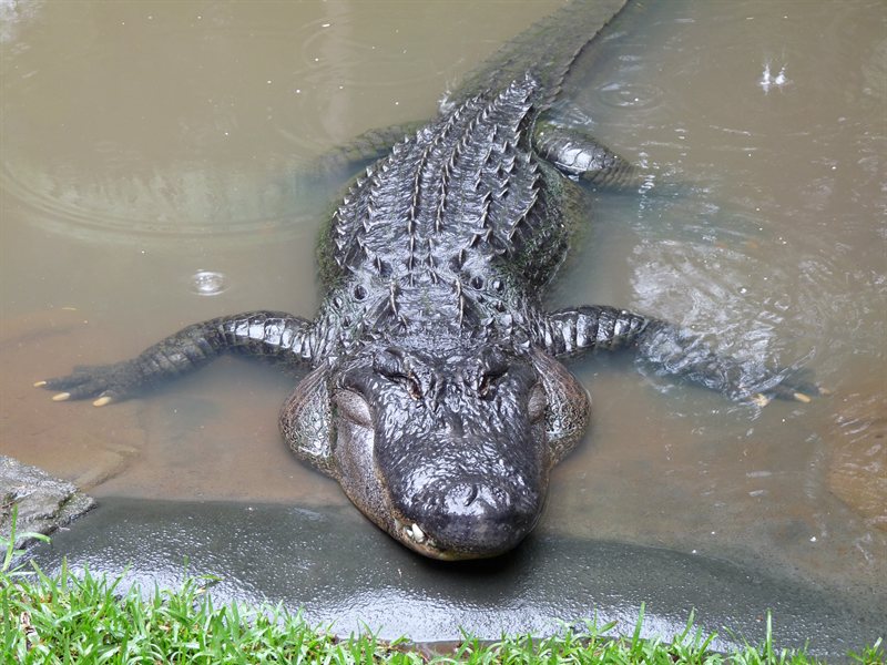American Alligator