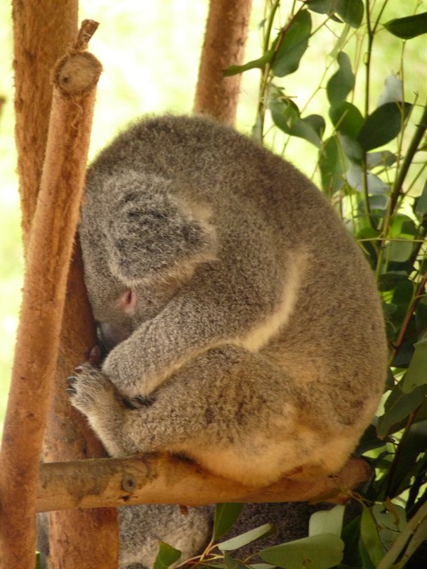 Koala. Think it was a heavy night...