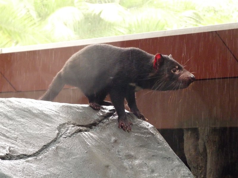 A wet Tasmanian Devil