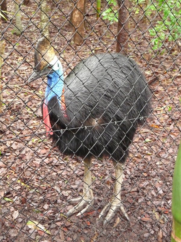 Cassowary