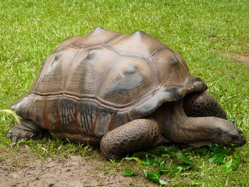 Aldabran tortoise