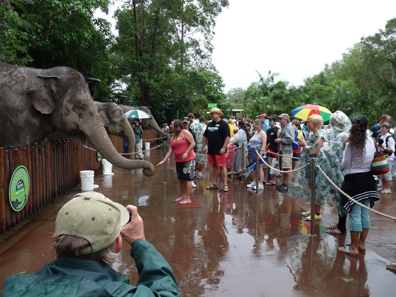 Elephants feeding time