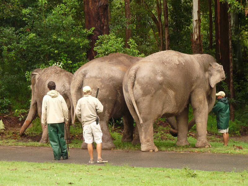 Elephants