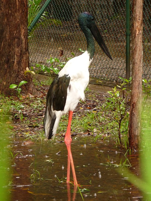 Jabiru