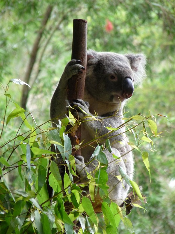 Koala
