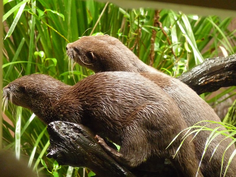 Small-clawed Otters