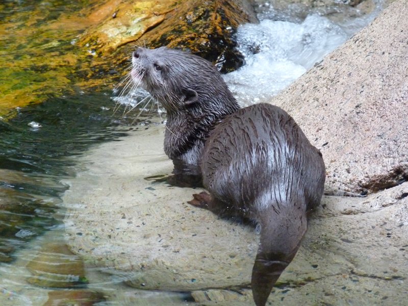Small-clawed Otter