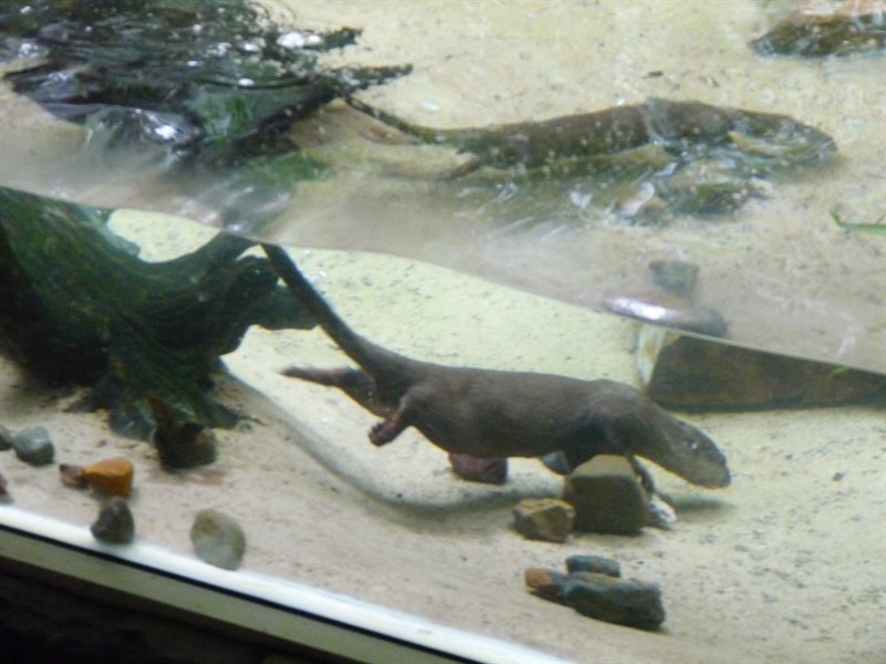 Small-clawed Otters