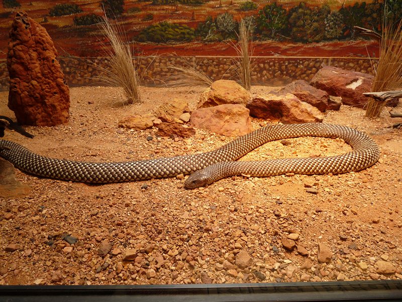 King brown snake