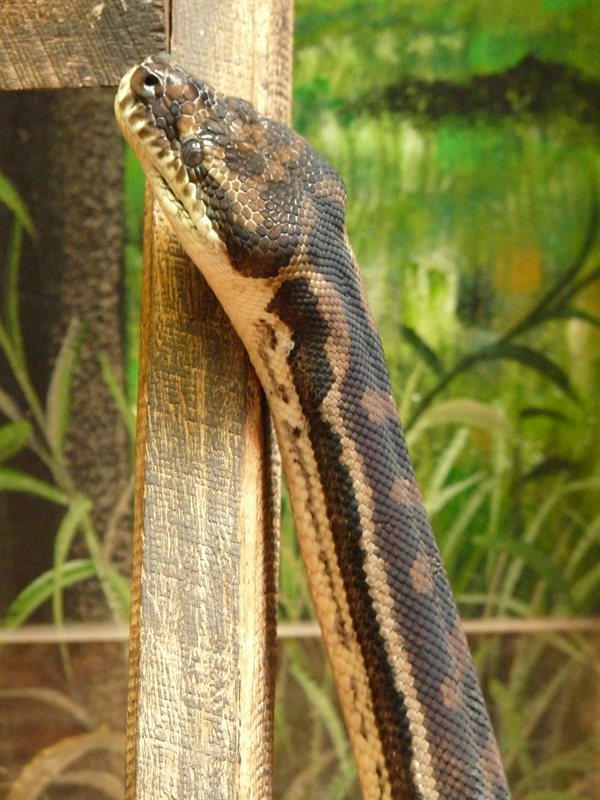 Carpet python