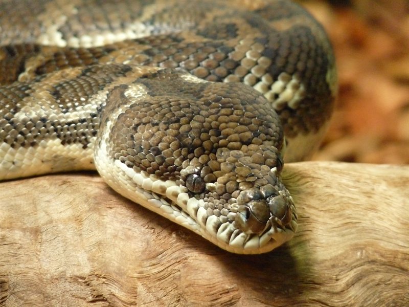 Carpet python