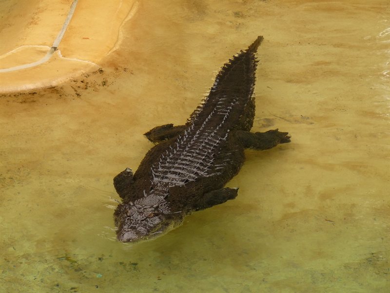 Crocodile