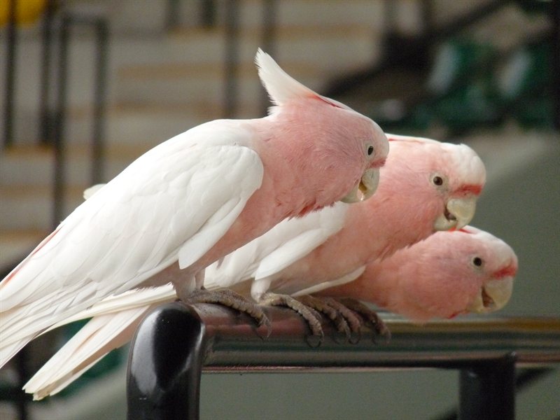 Major Mitchell's Cockatoos