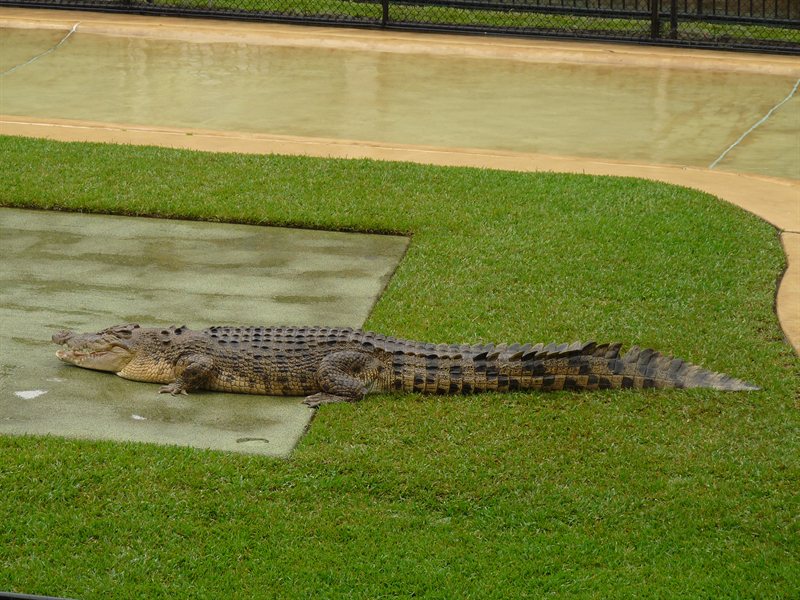 A big croc!