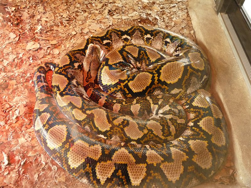 Lily the Reticulated Pythin