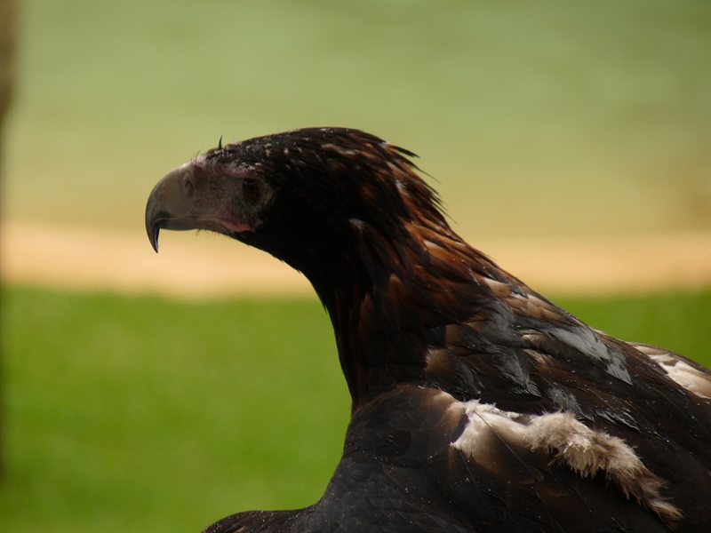 Wedge-tailed Eagle